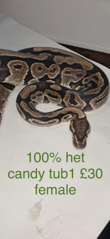 Adult ball python's