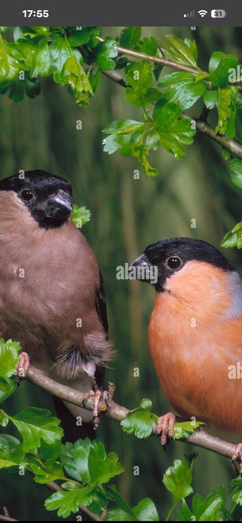 Bullfinch