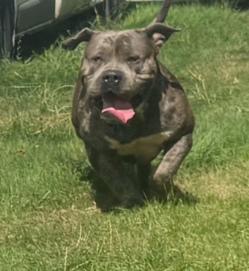 American bully