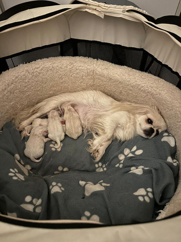 KC White Pekingese