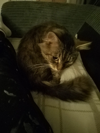Male Maine coon. age 3