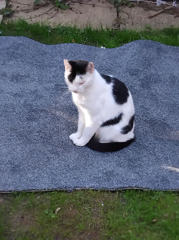 Female cat looking