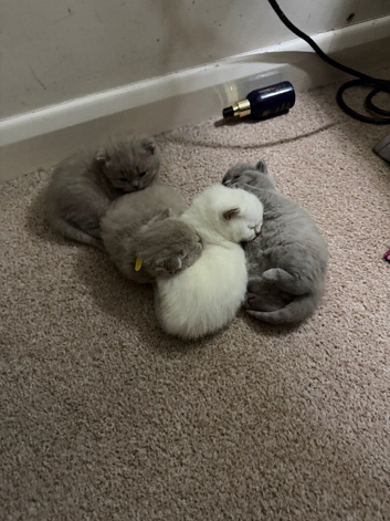 Kittens looking for loving home