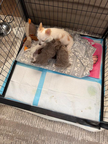 Gorgeous Very Small Apple Head,Cream Long Haired 3/4 Russian Chihuahua Beautiful quality