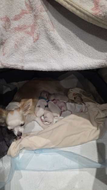 Happy to announce we got 4 puppies