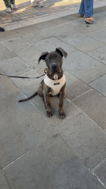 Cane corso puppy