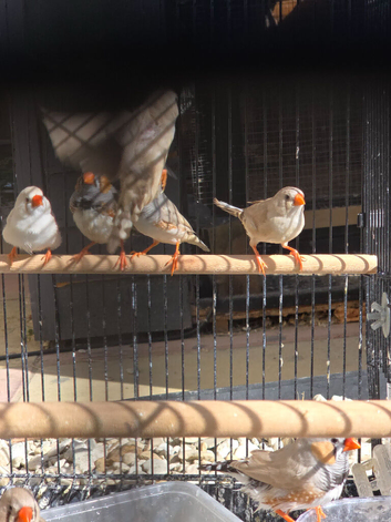 This year mixed Zebra finches