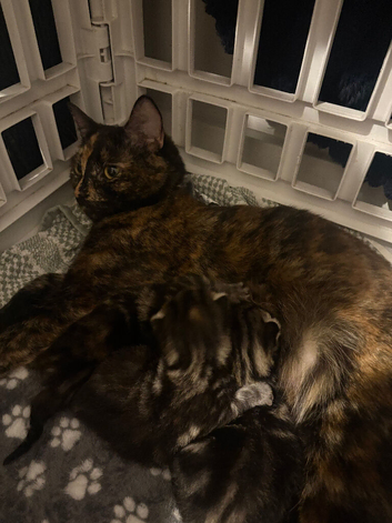 Kittens