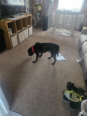 Lad x staffy  2 year old