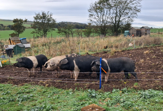 Boars Saddleback cross