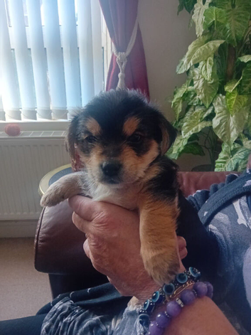 Toy yorkshire terrier