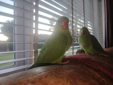 Hand reared baby Ringnecks