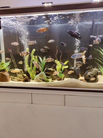 Malawi cichlids