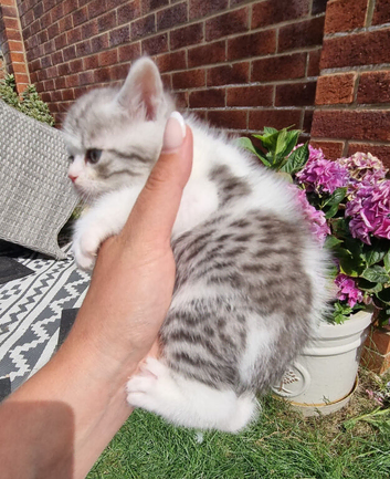 Persian x British Shorthair