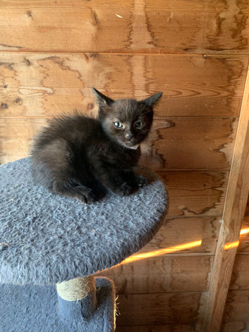 Black female kitten