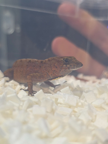 Anolis Sagrei