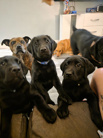3 full labrador puppies