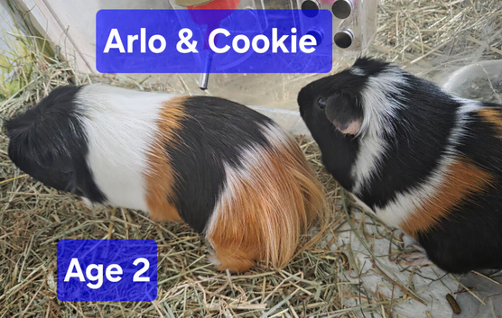 Bonded boys Arlo & Cookie