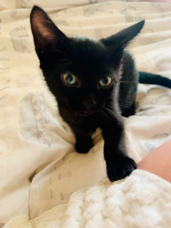 kitten for sale!!!