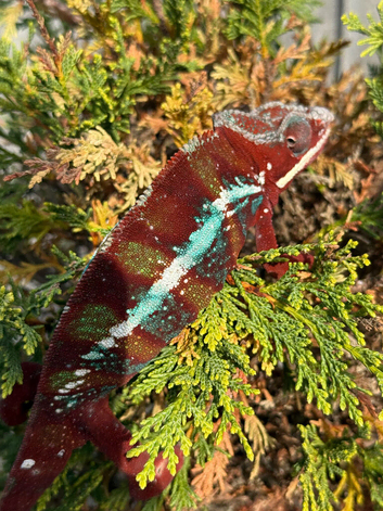 Panther Chameleon F1. *Reserved*