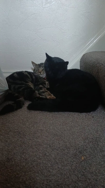 Kittens half Bengal half domestic mum and dad last picture