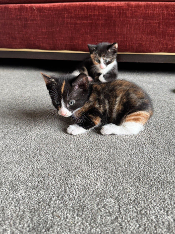 Beautiful kittens - Ready Now