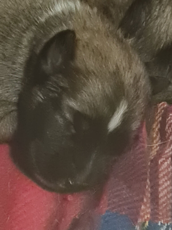 Mali xgsd dad staff mum