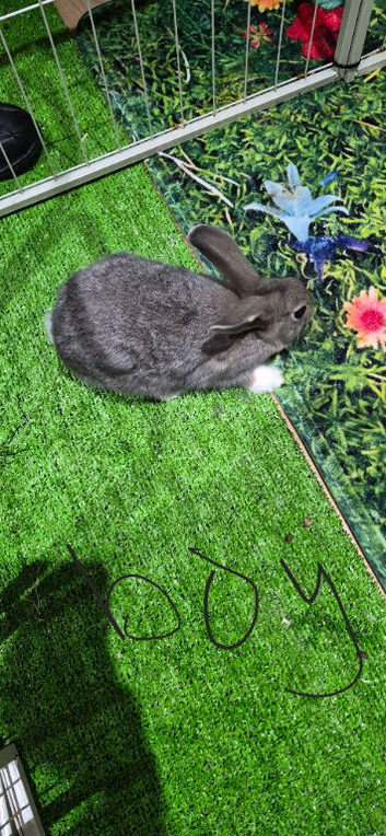 Male Rabbits