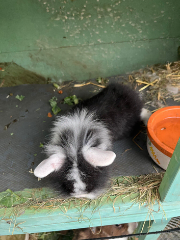Lionhead/lop baby rabbits