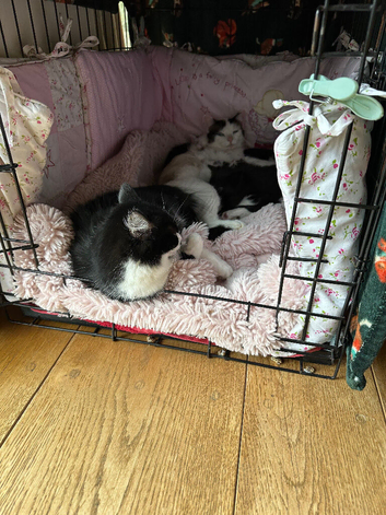 Spot & Dot Brother Kittens