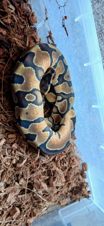Royal pythons