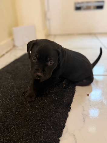 Staffordshire bull terrier cross lab