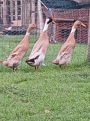 Trio of Fawn and White Indian Runner Ducks