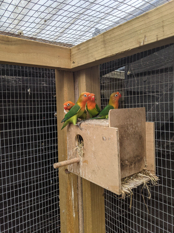 Young lovebirds available!