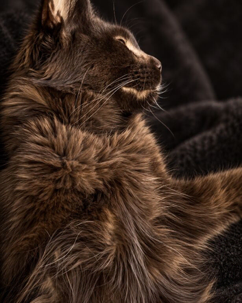 &zwj; GIANT BLACK MAINE COON BOY - LOOKING FOR HIS FOREVER HOME &zwj;