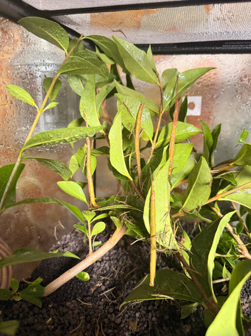 Baby Indian Stick Insects