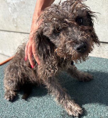 Yorkiepoo girl 5 months old