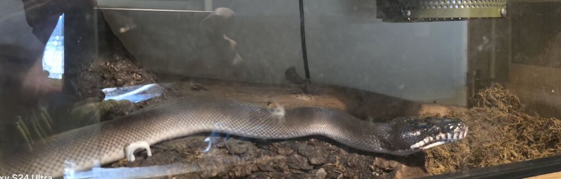 Southern white lipped python