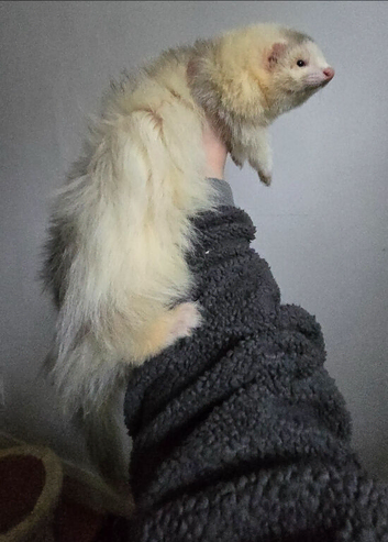 Angora ferrets