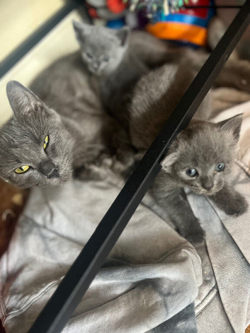 Grey/Russian Blue