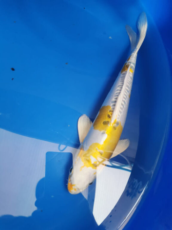koi carp from &pound;5to &pound;65