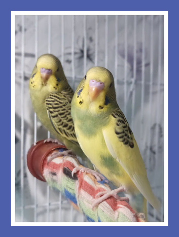 Beautifully Coloured Baby Budgies from &pound;30