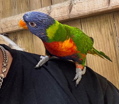 Tame and talking lorikeet and cage