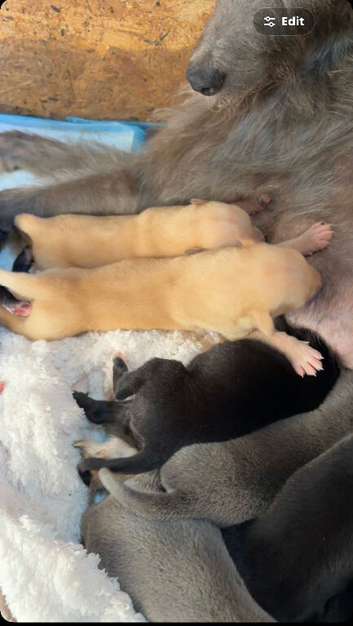 Bedlington whippet X Lurcher pups