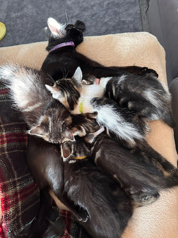 7 kitties READY to be homed now.