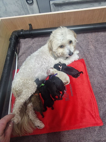 Maltipoo f1b, 2 boys 4 girls, £1500/£1600
