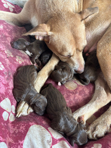 6 Beautiful Mixed Breed Puppies &ndash; 3 Girls & 3 Boys