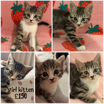 4 kittens looking for home