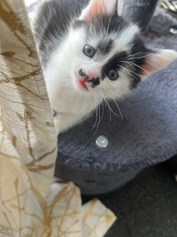 Kitten for sale