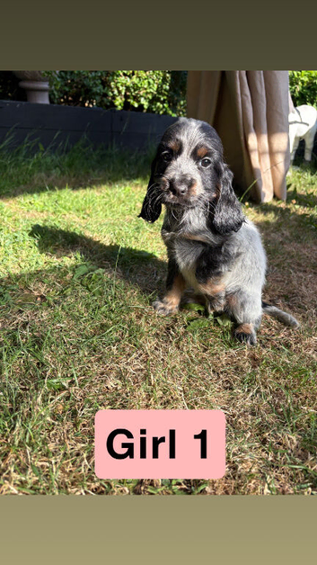 Cocker spaniel